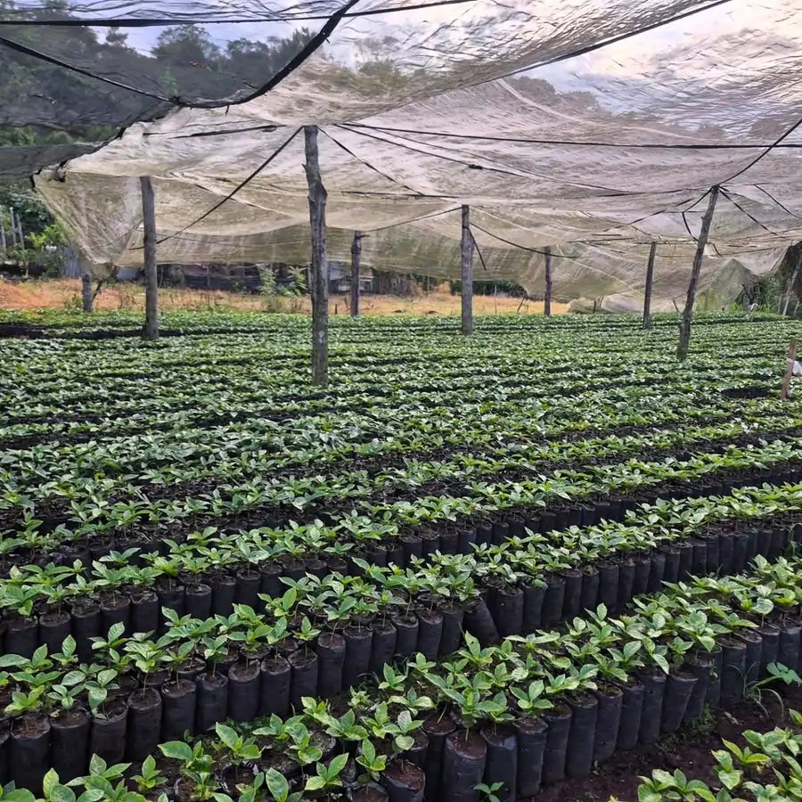 Sadzonki kawy w Hondurasie – szkółka kawowca z młodymi roślinami przygotowanymi do nasadzeń na plantacji