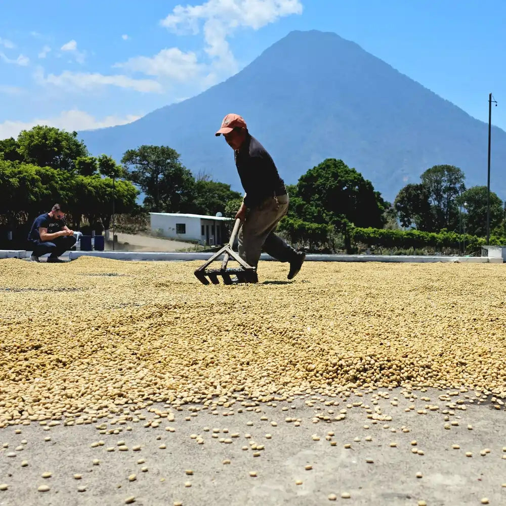 Pracownik na plantacji w Gwatemali przerzuca zielone ziarna kawy suszące się na patio, z wulkanem w tle