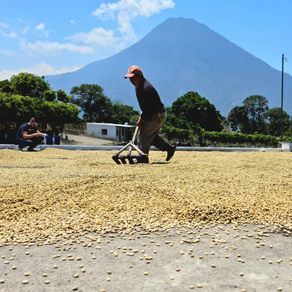 Pracownik na plantacji w Gwatemali przerzuca zielone ziarna kawy suszące się na patio, z wulkanem w tle