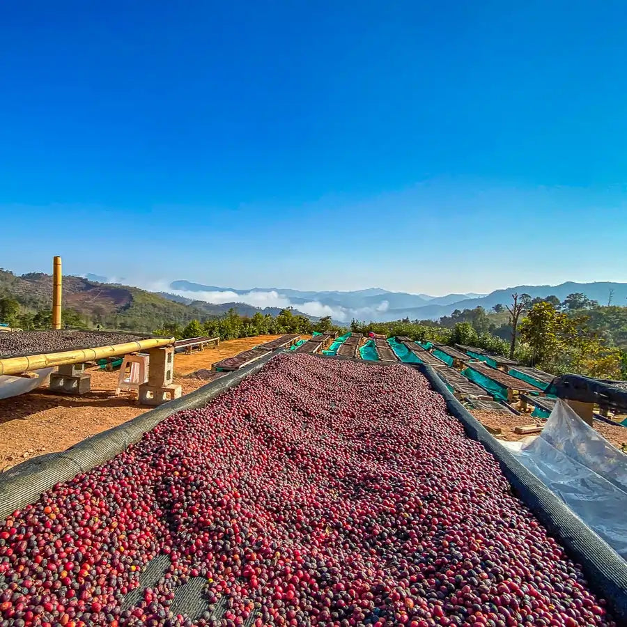 Dojrzałe owoce kawowca suszące się na afrykańskich łóżkach w górzystym regionie upraw kawy pod błękitnym niebem.
