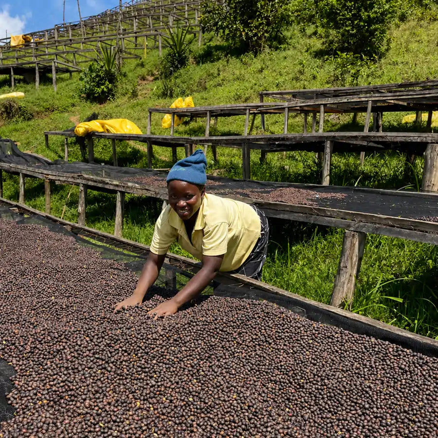 Suszenie owoców kawy Rwanda Gitoki na stołach afrykańskich po zbiorach – etap obróbki specialty coffee
