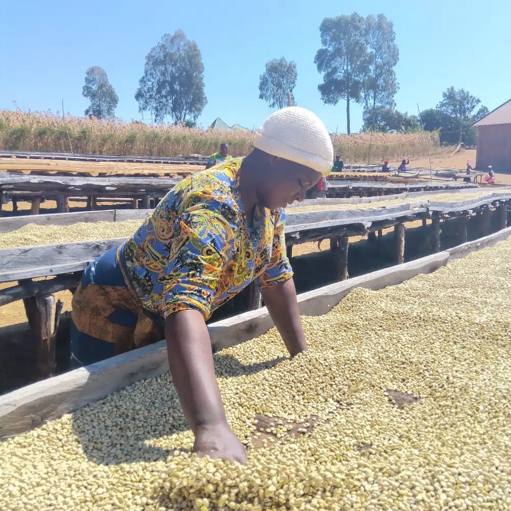 Tanzania Sambewe – suszenie ziaren kawy na afrykańskich łożach, kobieta sortuje kawę na słońcu