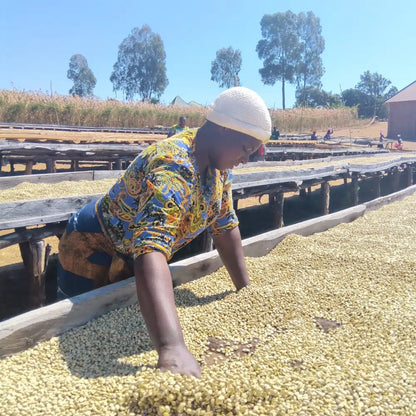 Tanzania Sambewe – suszenie ziaren kawy na afrykańskich łożach, kobieta sortuje kawę na słońcu