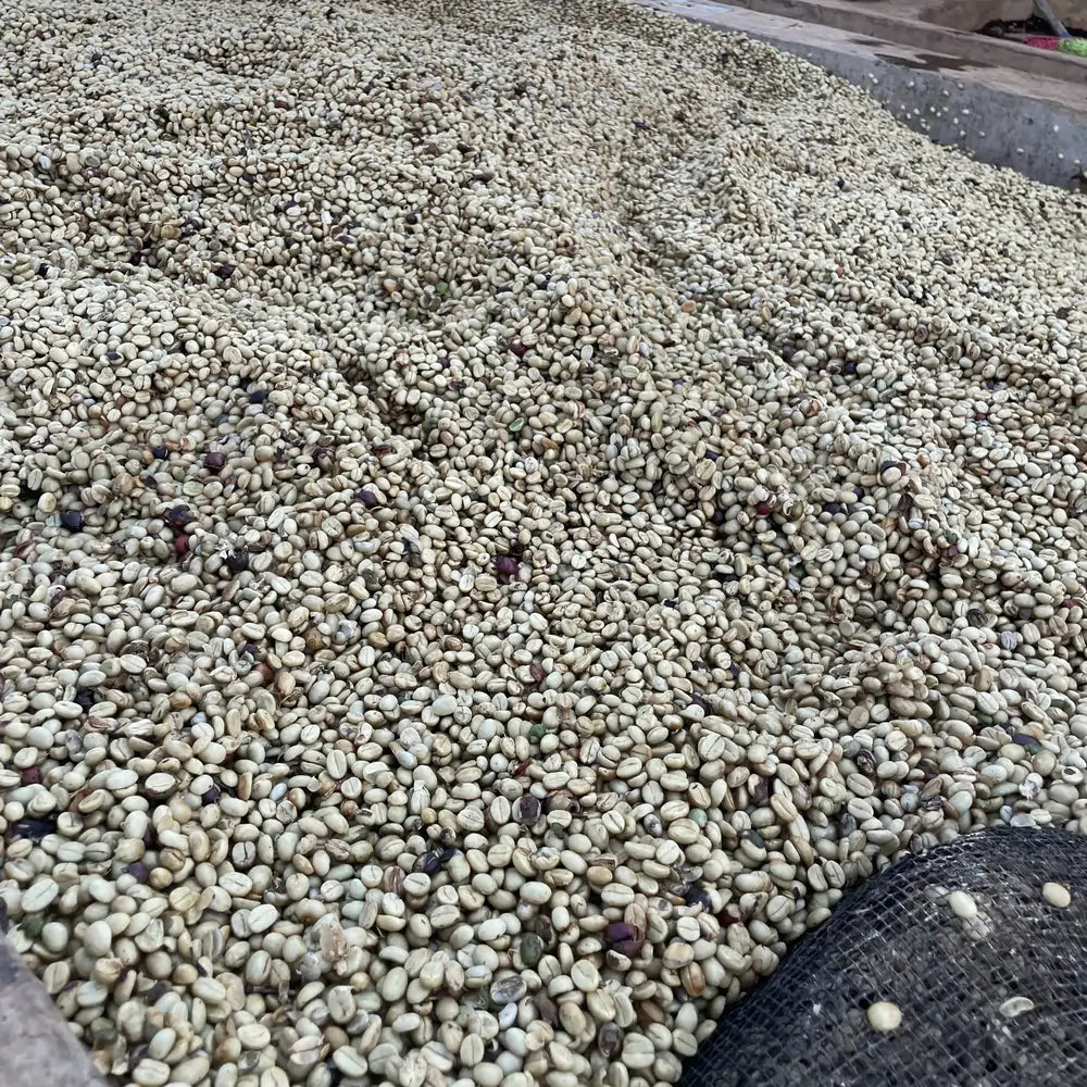 Tanzania Sambewe – zielone ziarna kawy arabica suszone na słońcu po obróbce washed