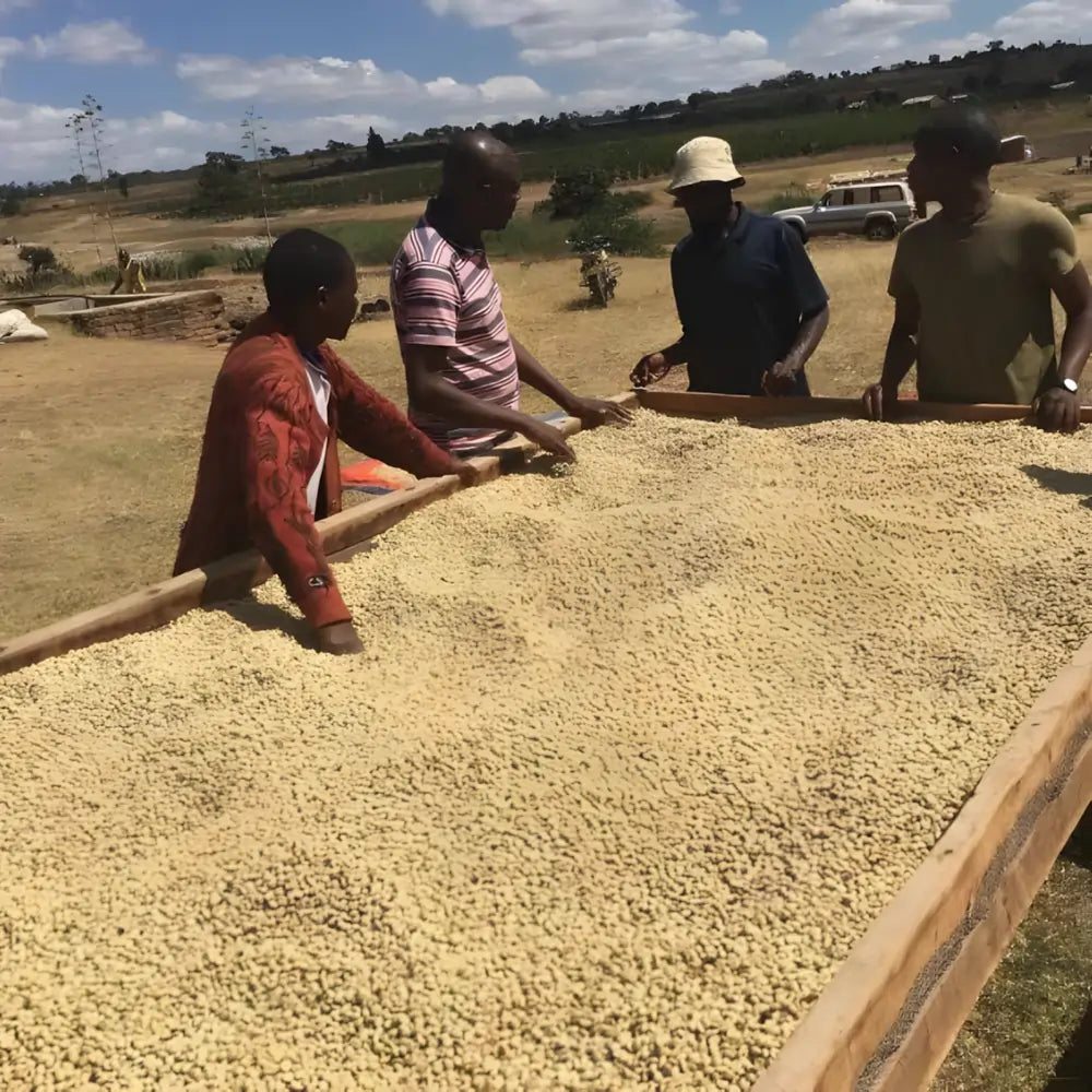 Tanzania Sambewe – rolnicy przy stołach do suszenia ziaren kawy specialty