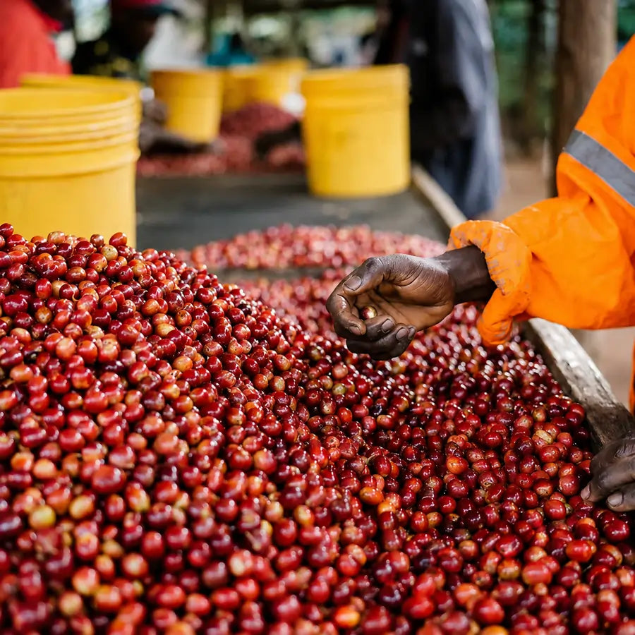 Ręczna selekcja dojrzałych wiśni kawowca na stacji Lunar Coffee Washing Station w regionie Rubirizi w Ugandzie – etap produkcji kawy specialty JAVA Coffee Roasters.