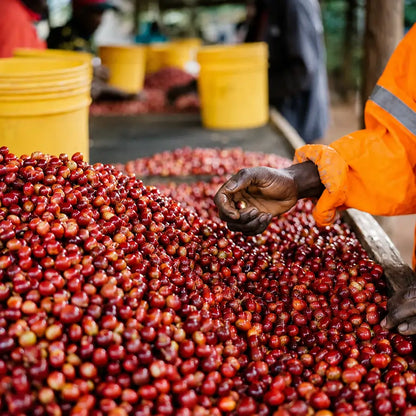 Ręczna selekcja dojrzałych wiśni kawowca na stacji Lunar Coffee Washing Station w regionie Rubirizi w Ugandzie – etap produkcji kawy specialty JAVA Coffee Roasters.