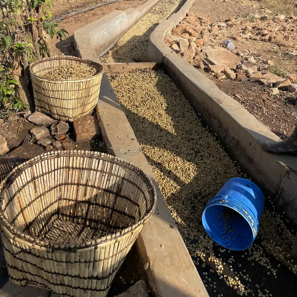 Kanał fermentacyjny z ziarnami kawy podczas obróbki washed; kosze i wiadro używane do przenoszenia mokrych ziaren.