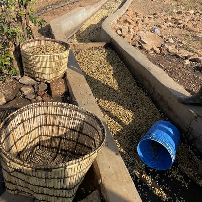 Kanał fermentacyjny z ziarnami kawy podczas obróbki washed; kosze i wiadro używane do przenoszenia mokrych ziaren.