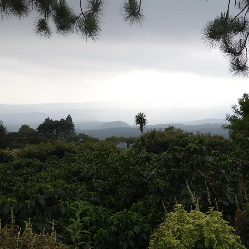 Widok na Farmę La IIusion El Salvador 