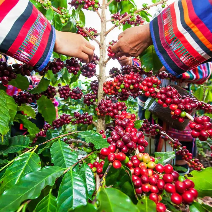 Zbliżenie na ręce zbierające dojrzałe czerwone owoce kawowca na plantacji w Kolumbii
