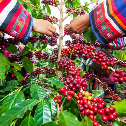 Zbliżenie na ręce zbierające dojrzałe czerwone owoce kawowca na plantacji w Kolumbii