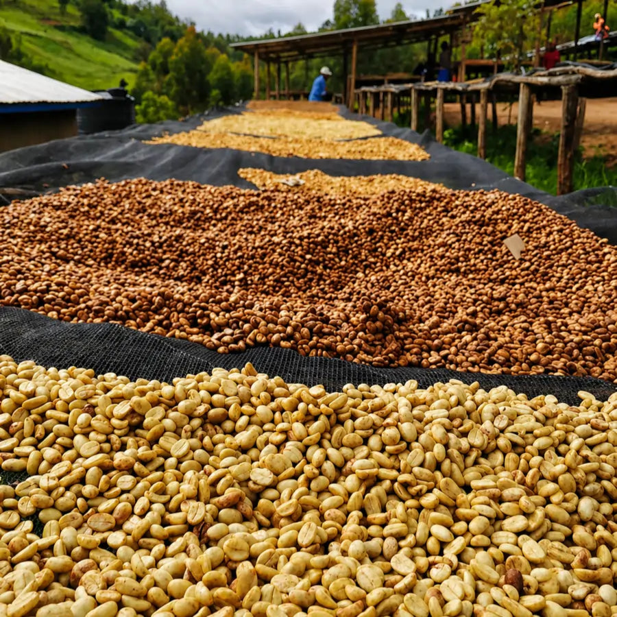 Ziarna kawy Rwanda Gitoki suszące się na stołach afrykańskich podczas procesu obróbki specialty coffee