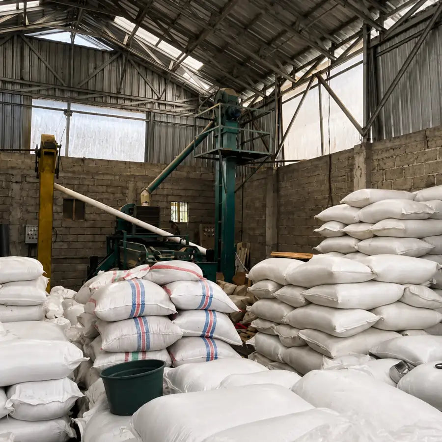 Magazyn zielonej kawy Bali Kintamani z workami przed paleniem – JAVA Coffee Warszawa