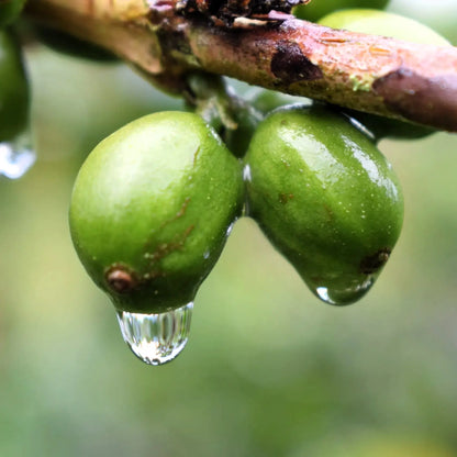 Zielone owoce kawowca z kroplami wody na gałązce – niedojrzałe ziarna kawy arabica na plantacji