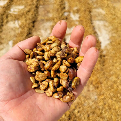 Zielone ziarna kawy specialty z Hondurasu – surowa kawa po obróbce trzymana na dłoni